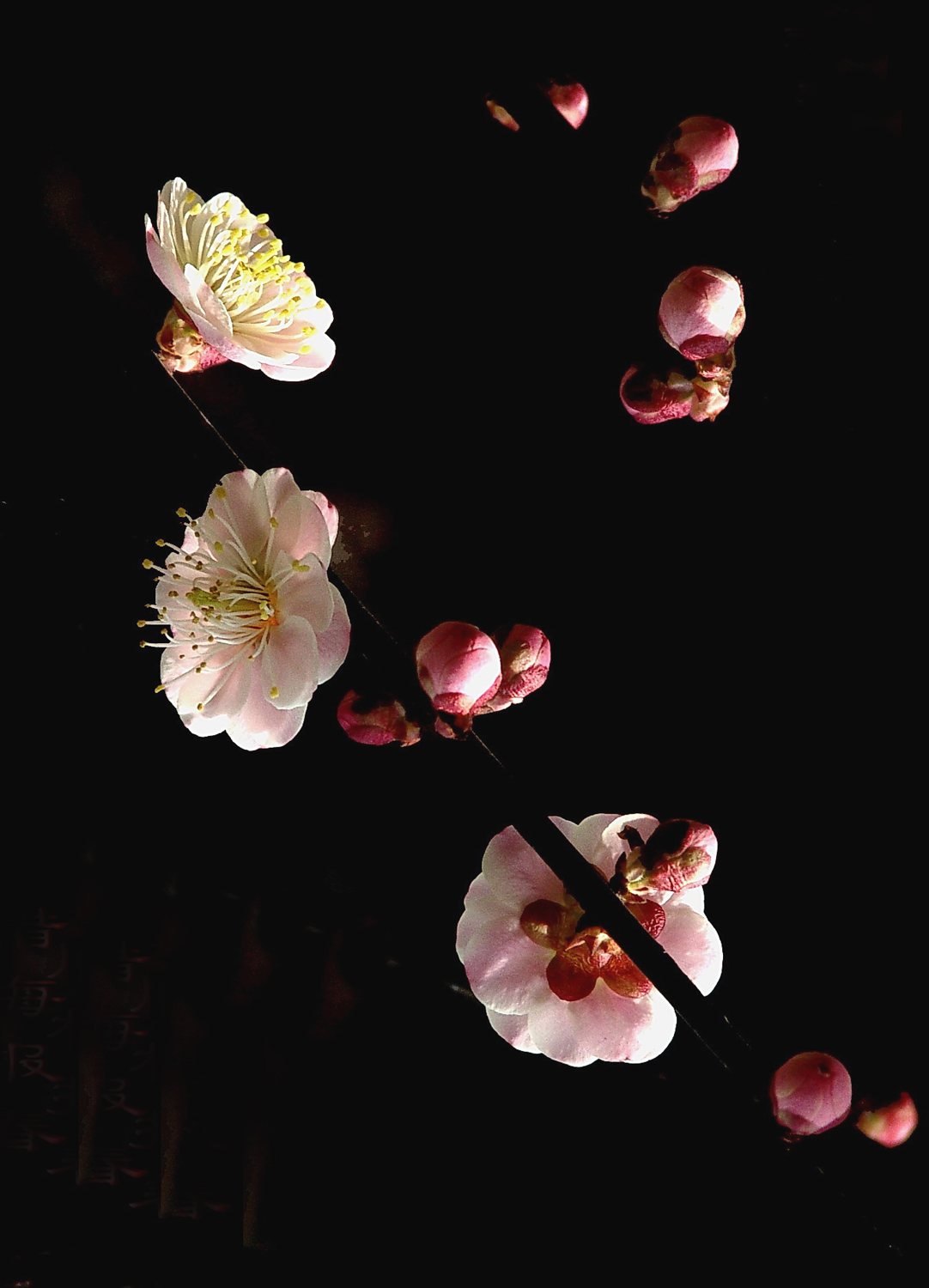 梅花