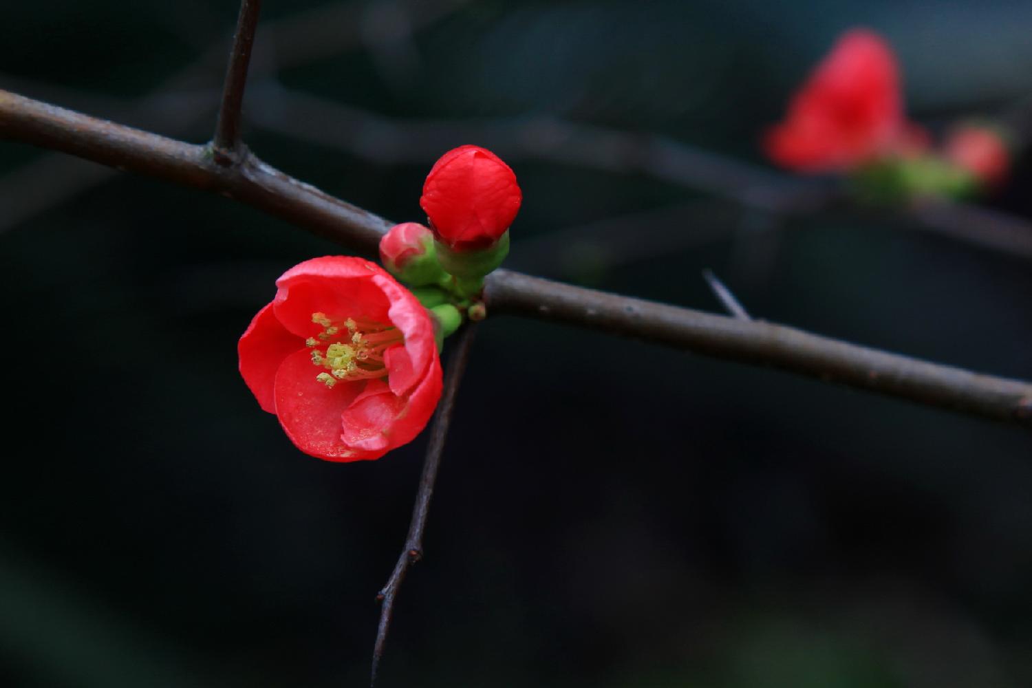 红梅花儿开