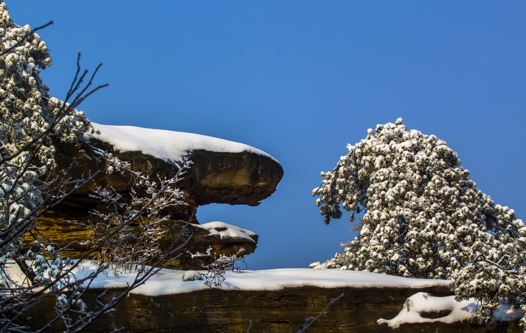 雪中金龟