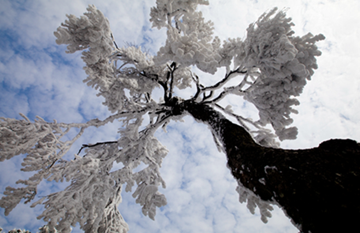 雪树