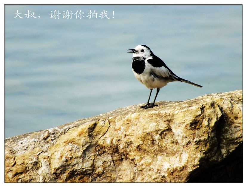 小鸟诉说5