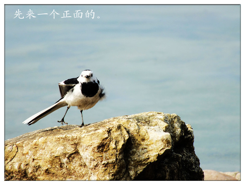 小鸟诉说3