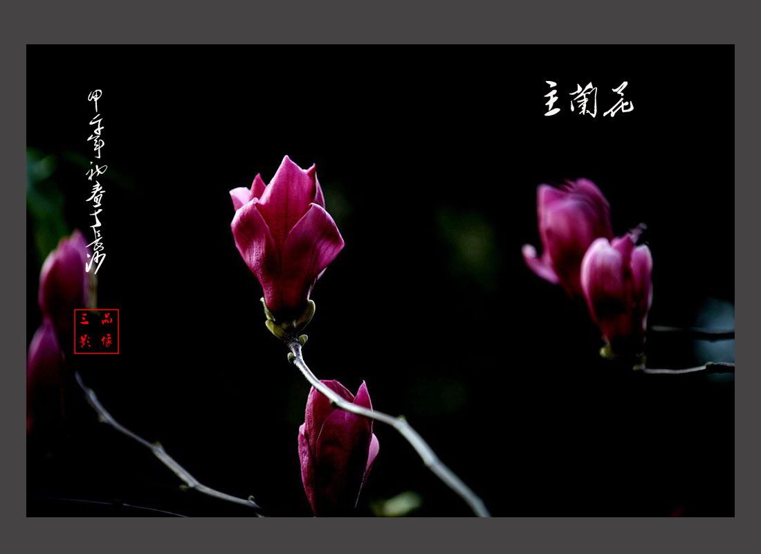 玉兰