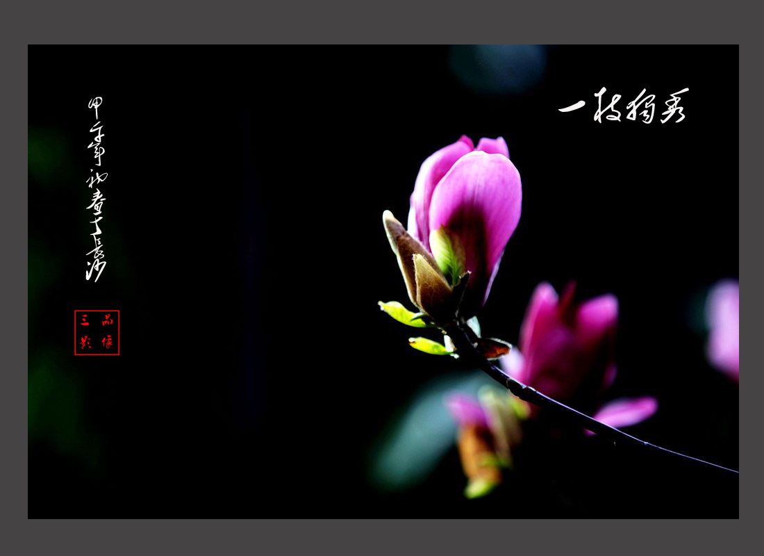 玉兰