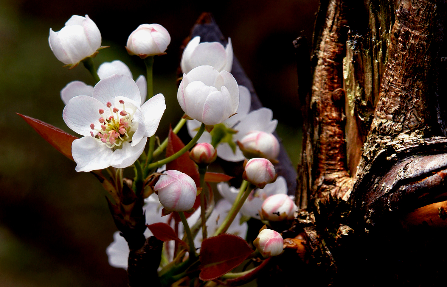 《三月梨花》-4