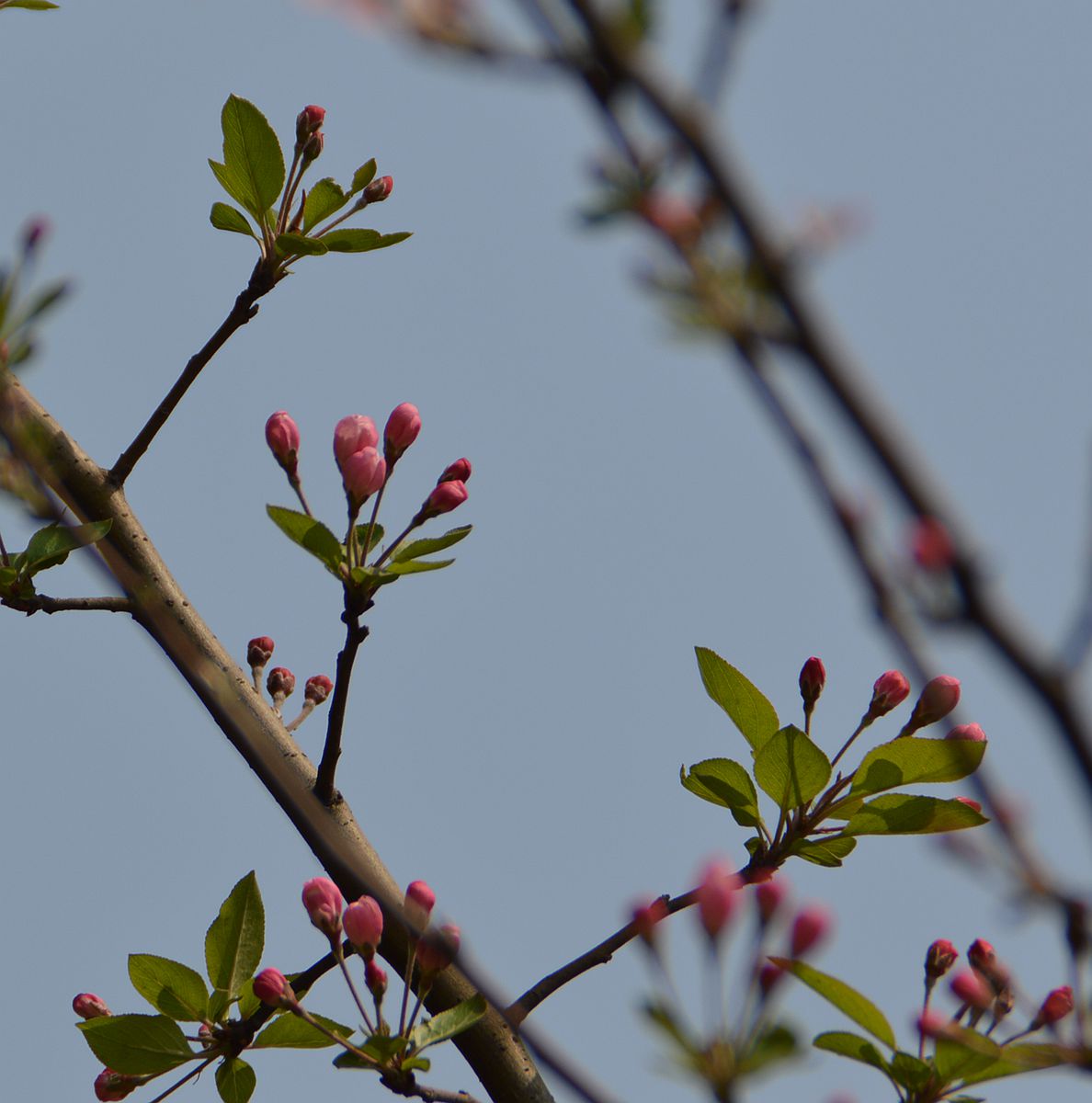 春之花