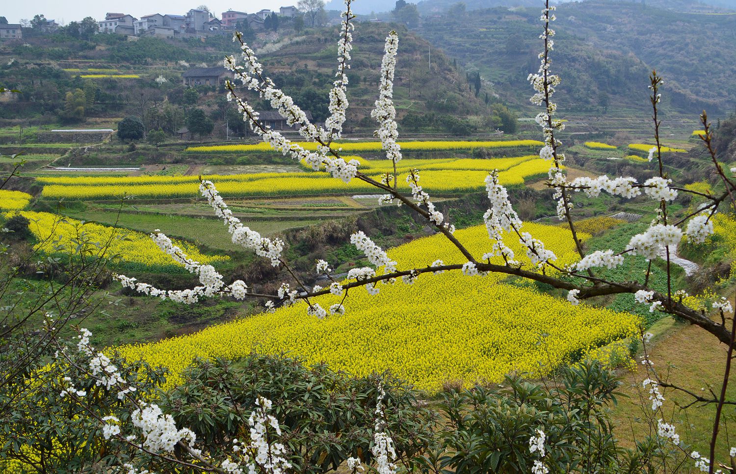 花花世界只为春