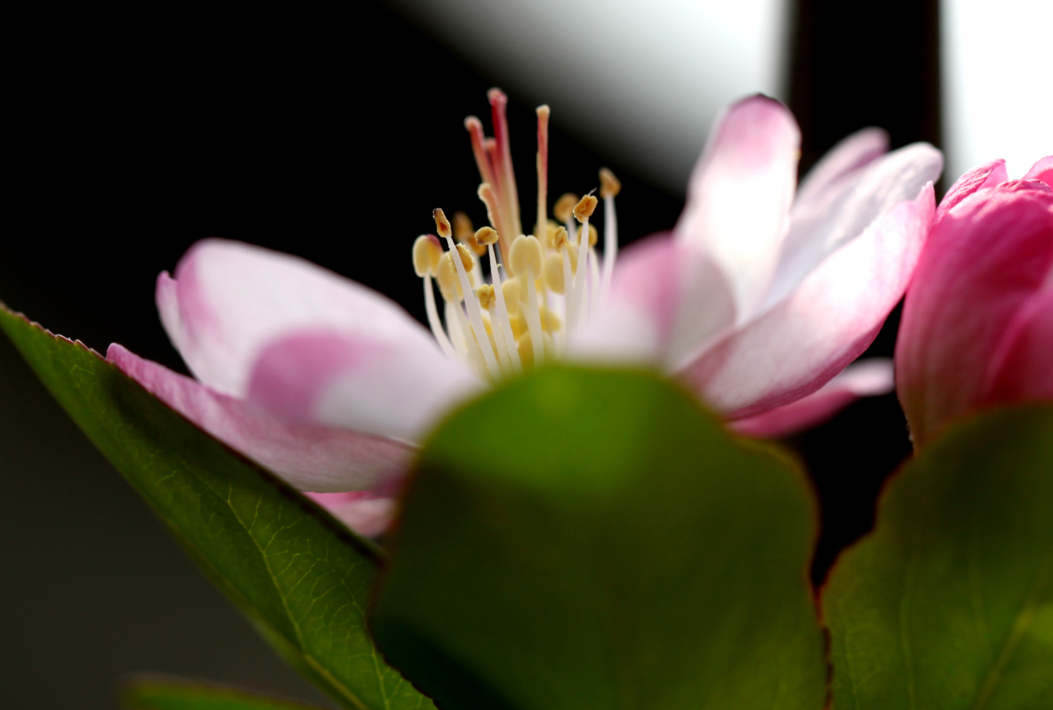 桃花-1