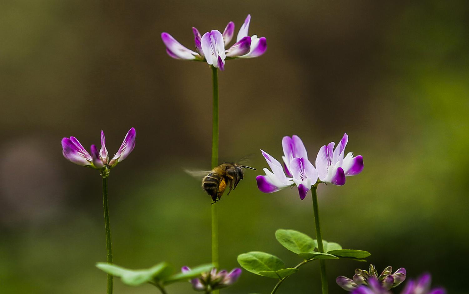 蜜蜂