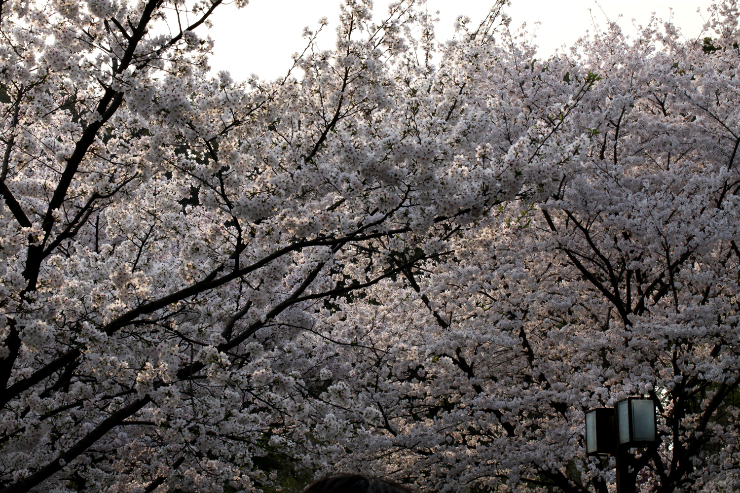 樱花-3