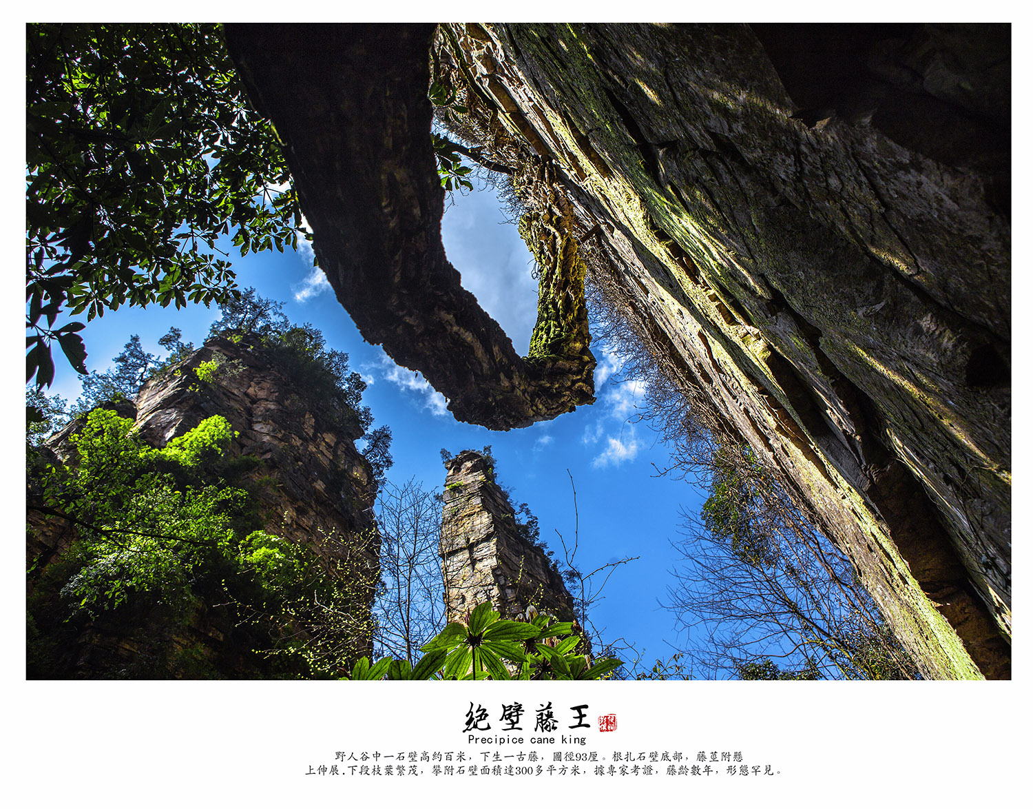 杨家界绝壁藤王