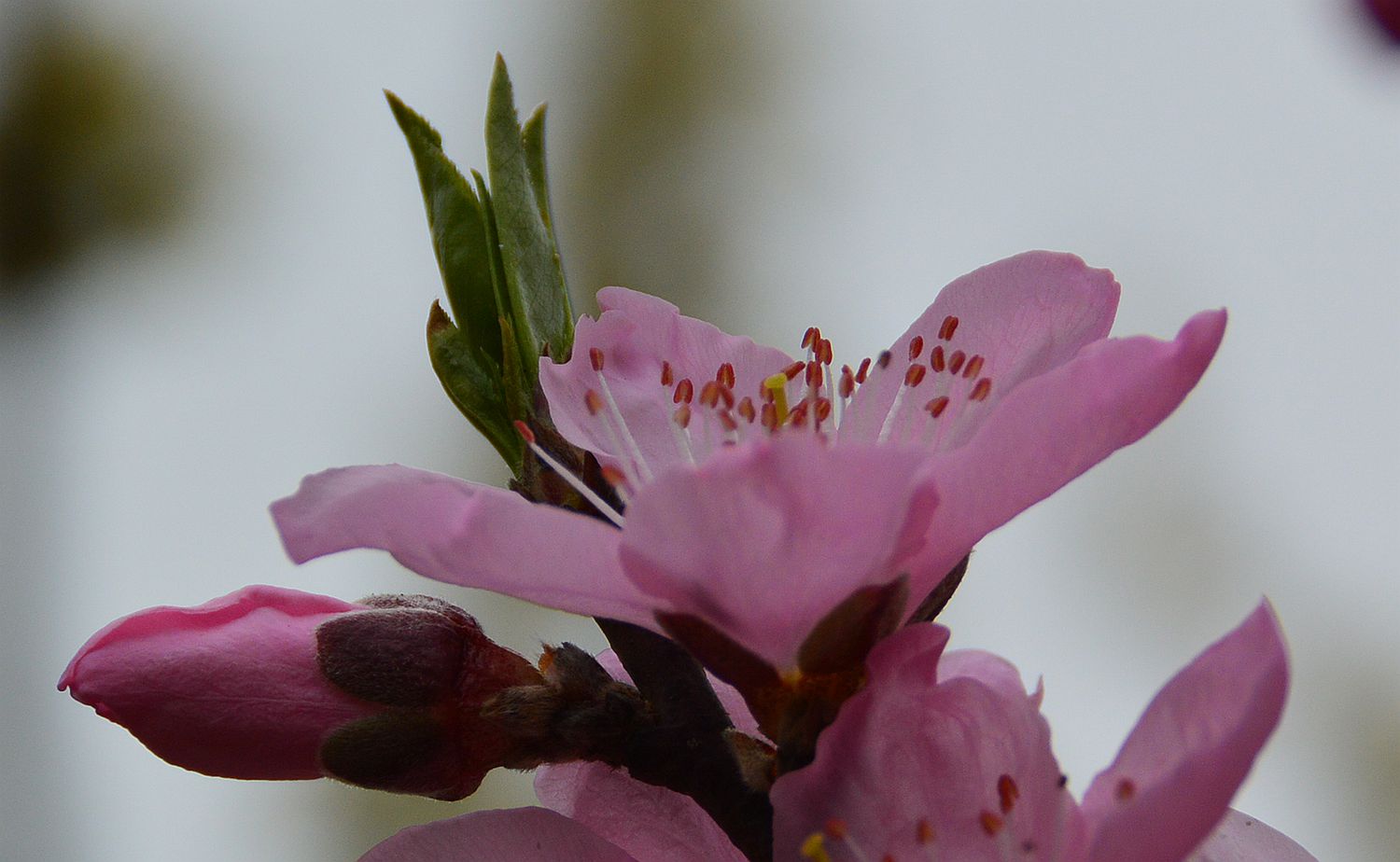 桃花