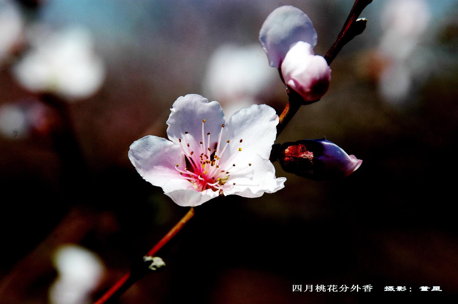 四月桃花分外香