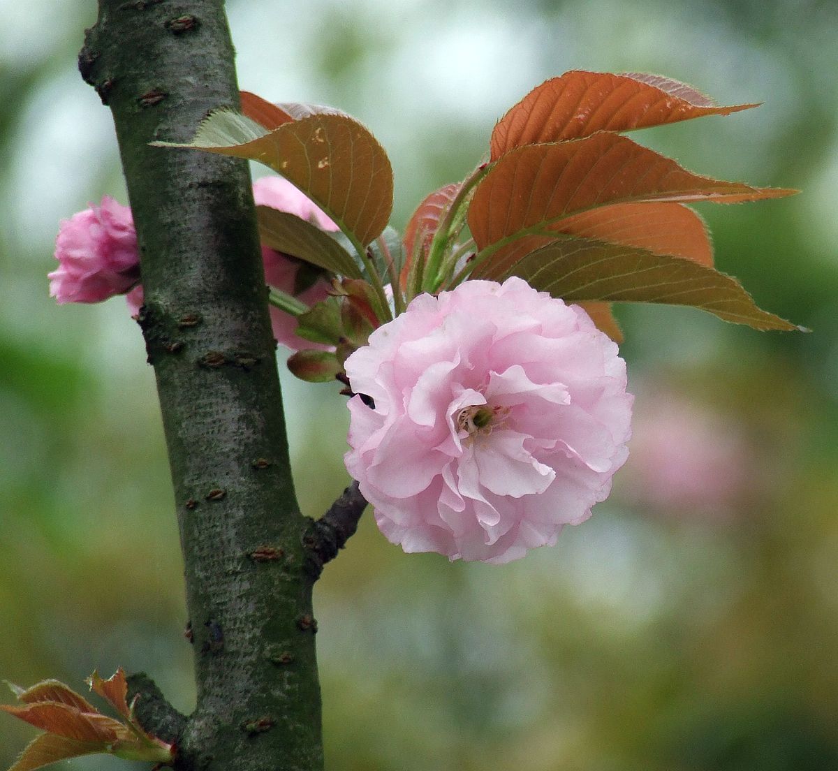 樱花