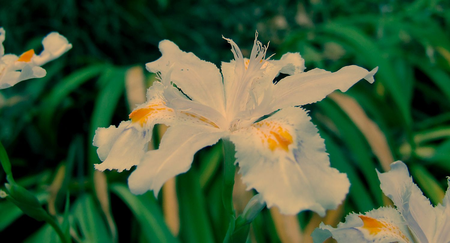 老瓦蒜花