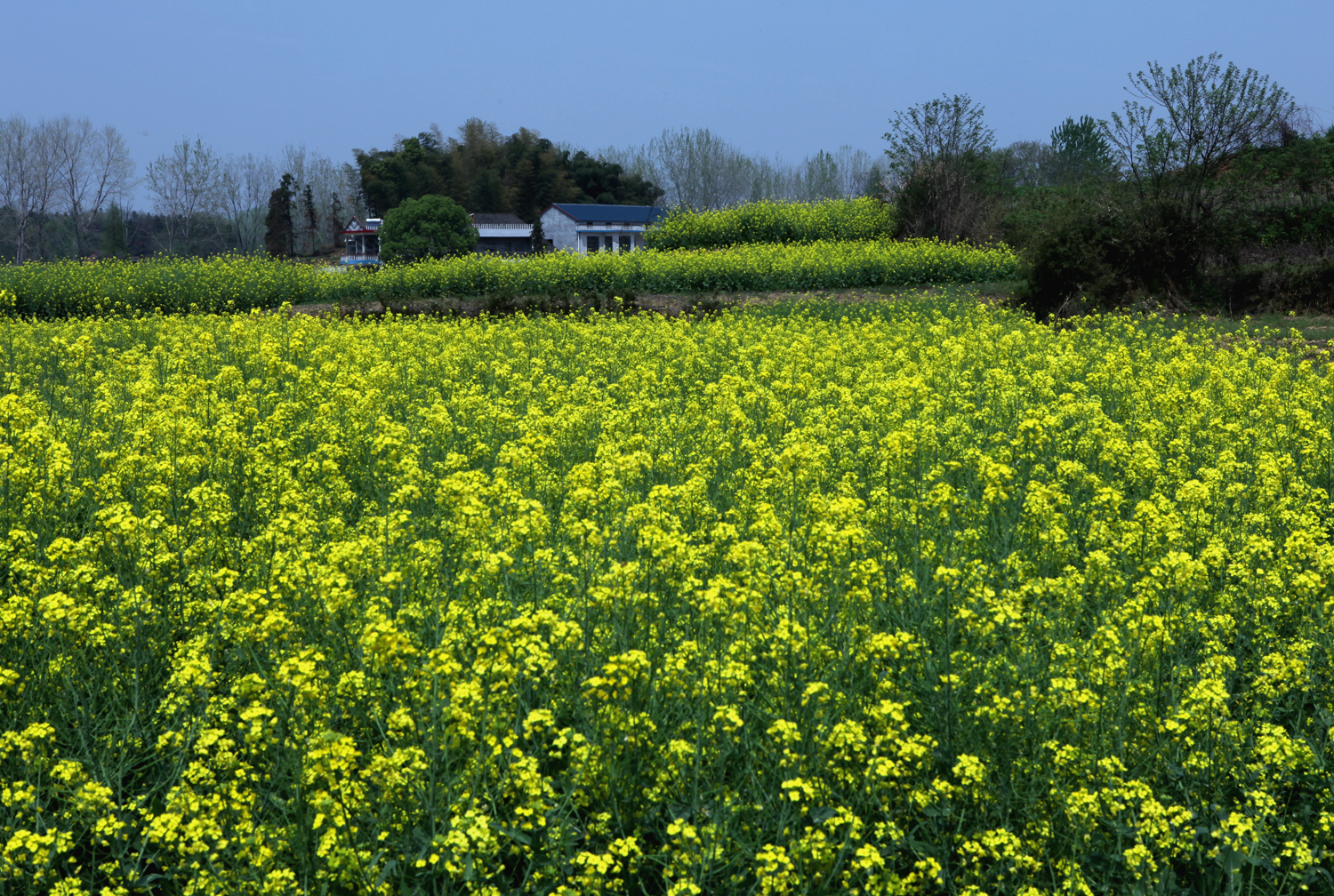 希望的田野