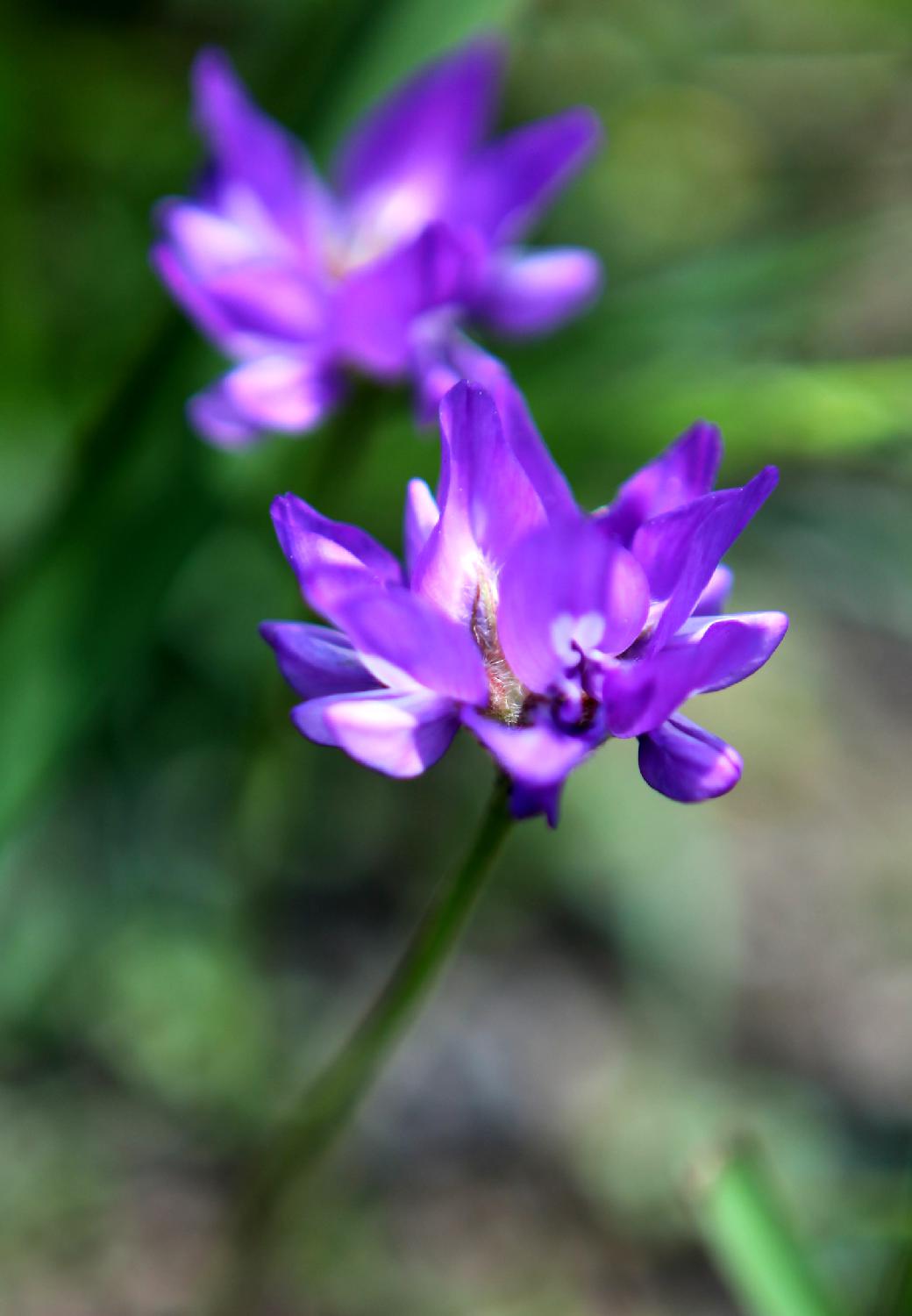 小花