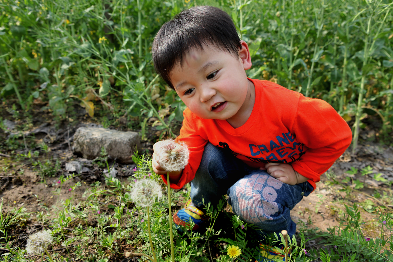 这是什么花