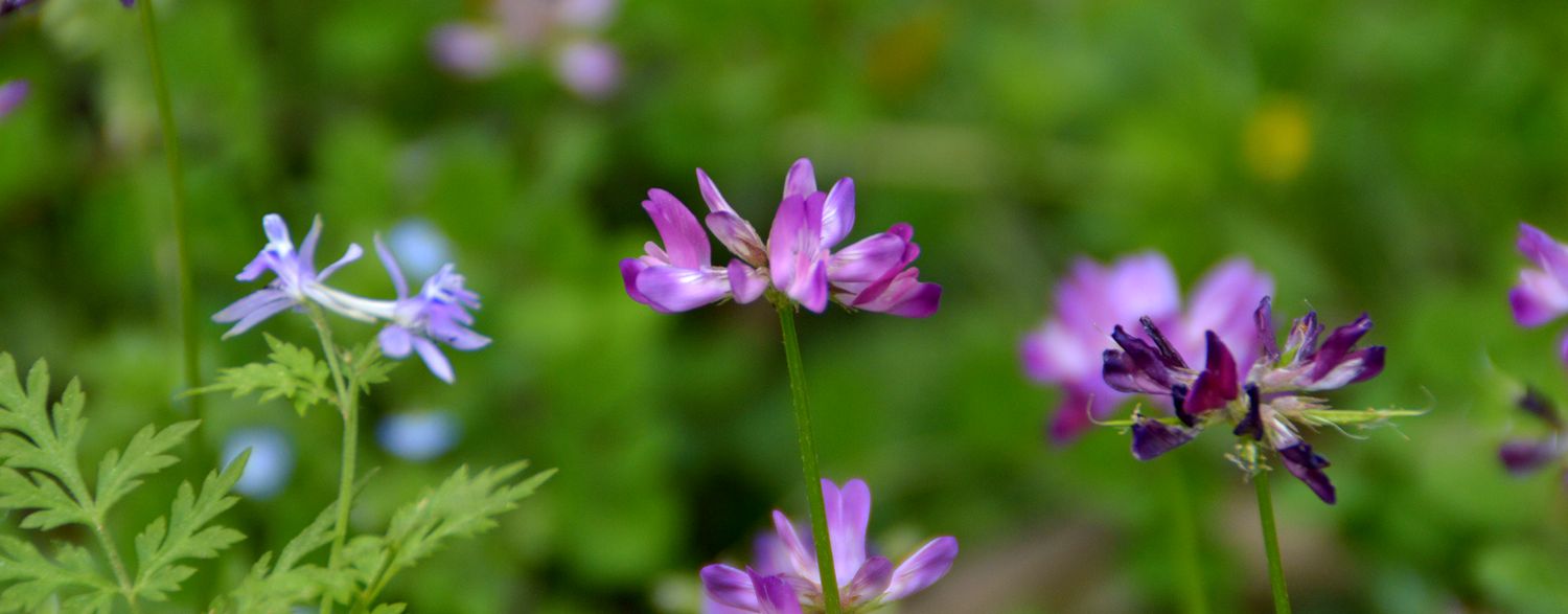 草籽花