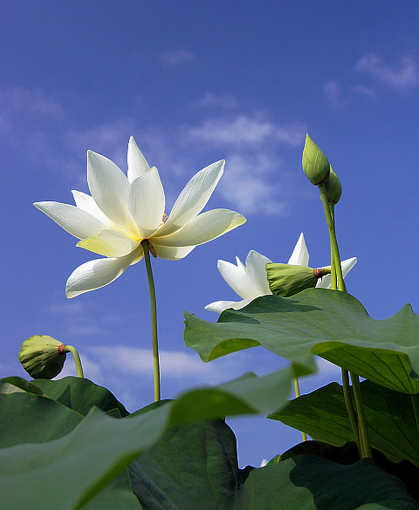 指向蓝天