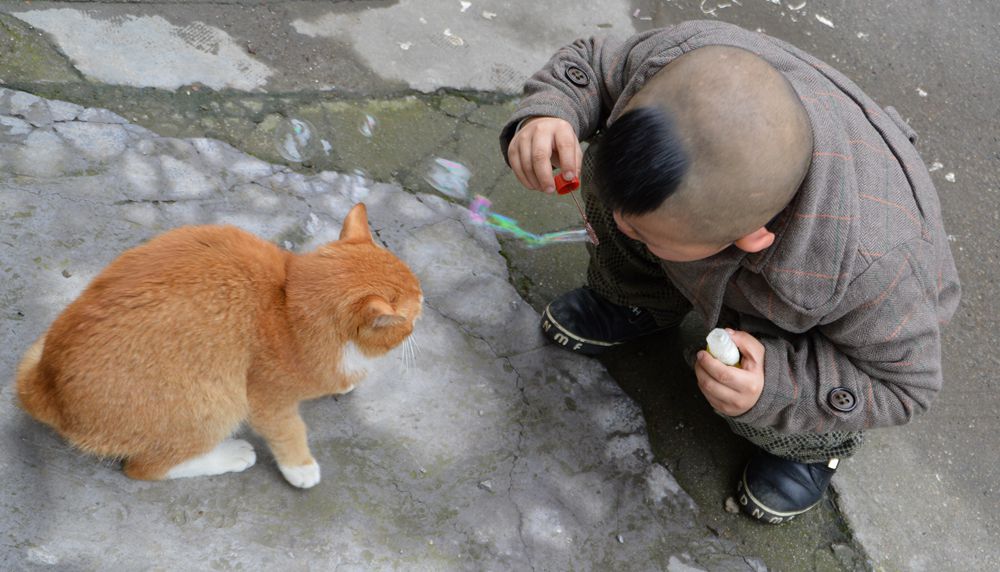 逗猫