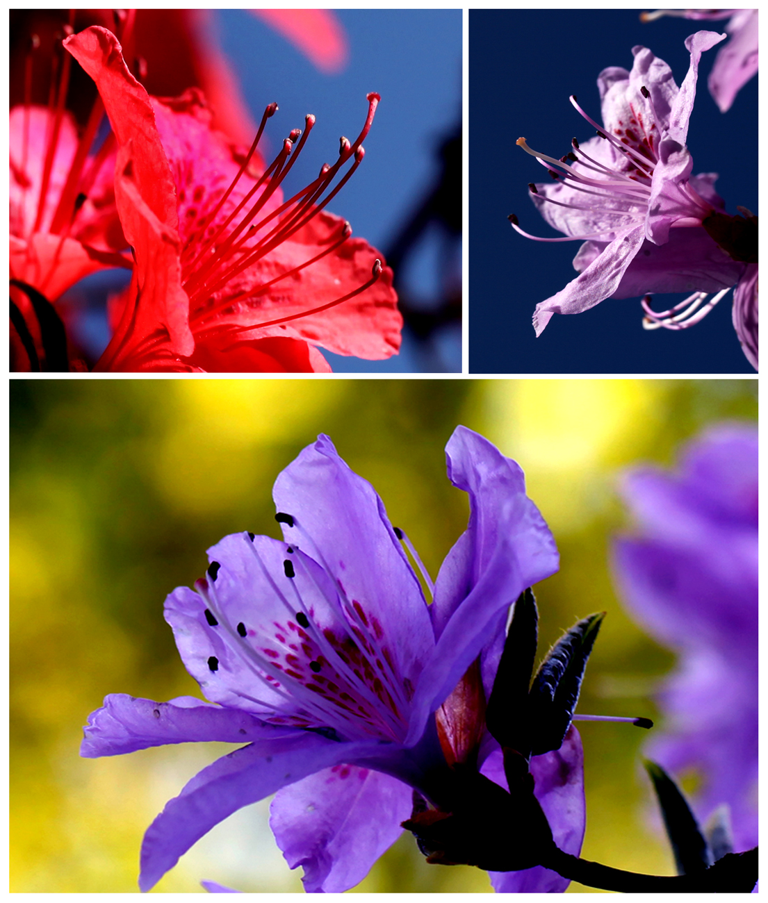 杜鹃花