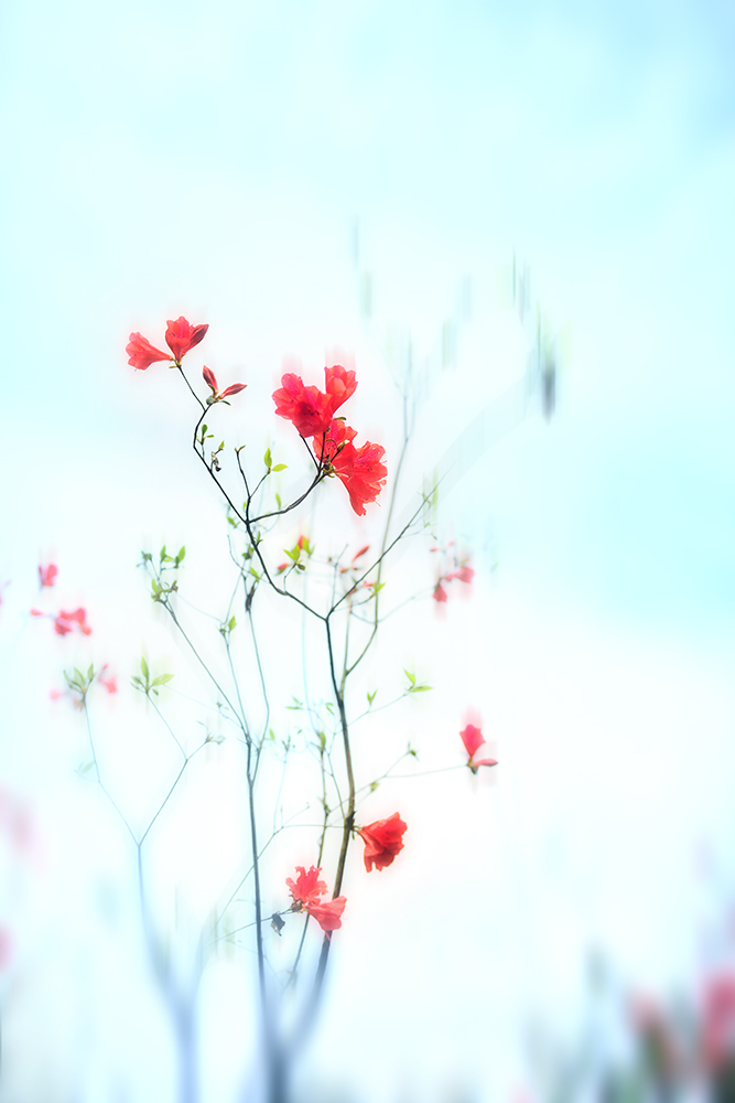 画意杜鹃