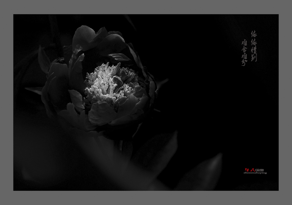 芍药寄语