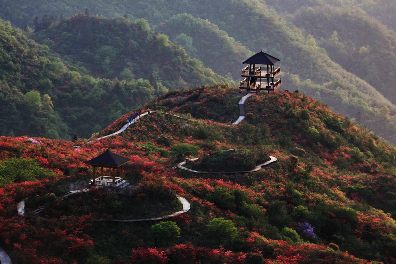 大围山。杜鹃亭