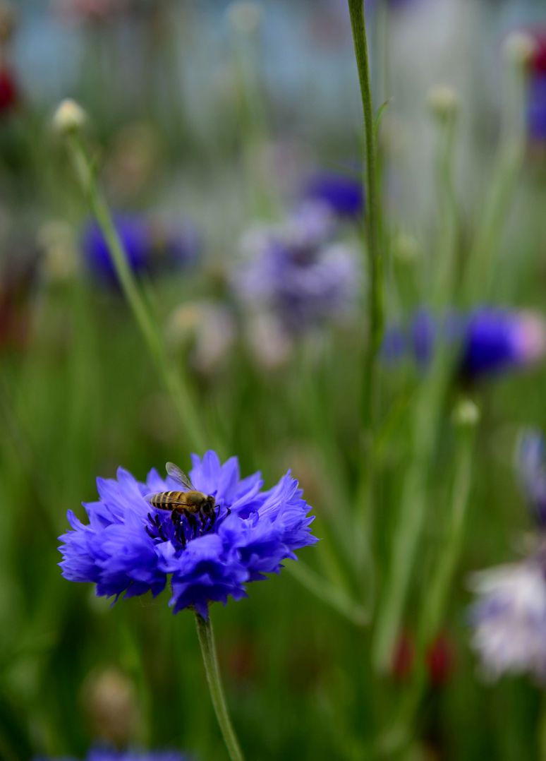 蜜蜂恋花