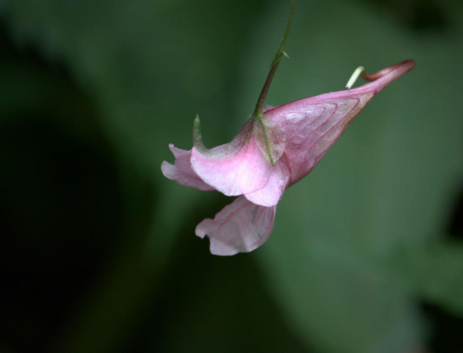 龙虾花