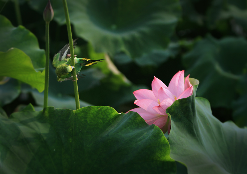 花和小鸟