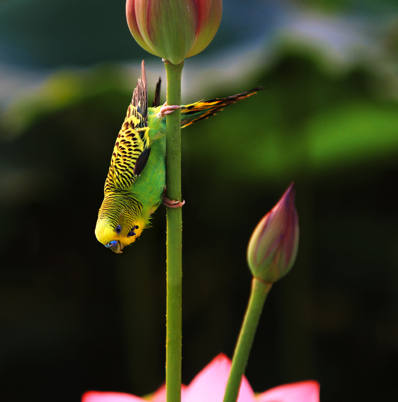 赏荷