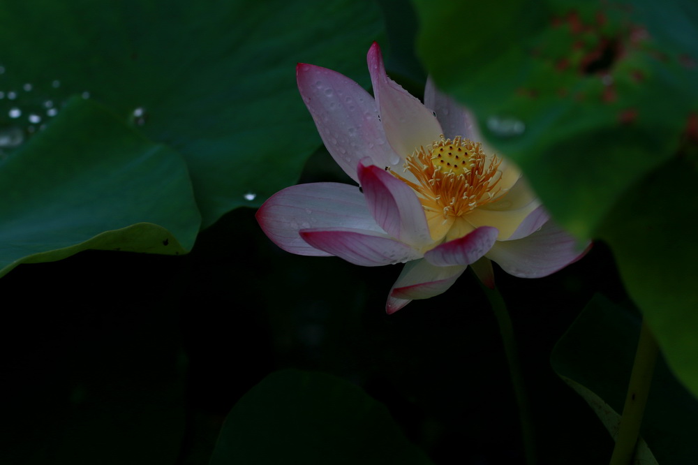 荷