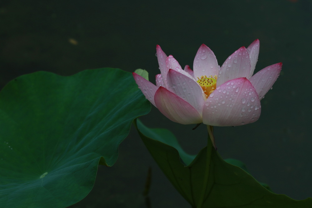 荷