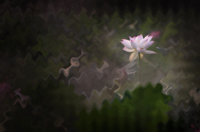 荷