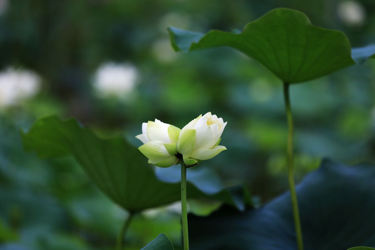 并蒂莲荷花