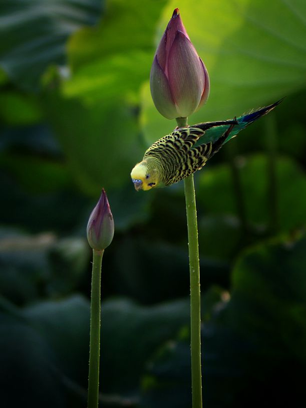 赏荷