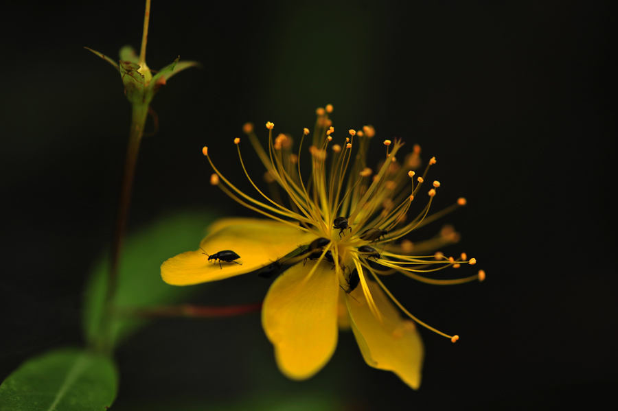 花香引贼