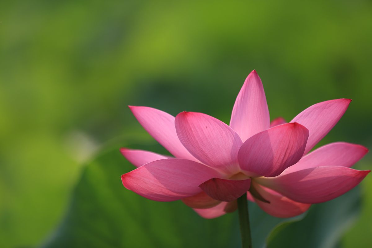 夏荷3
