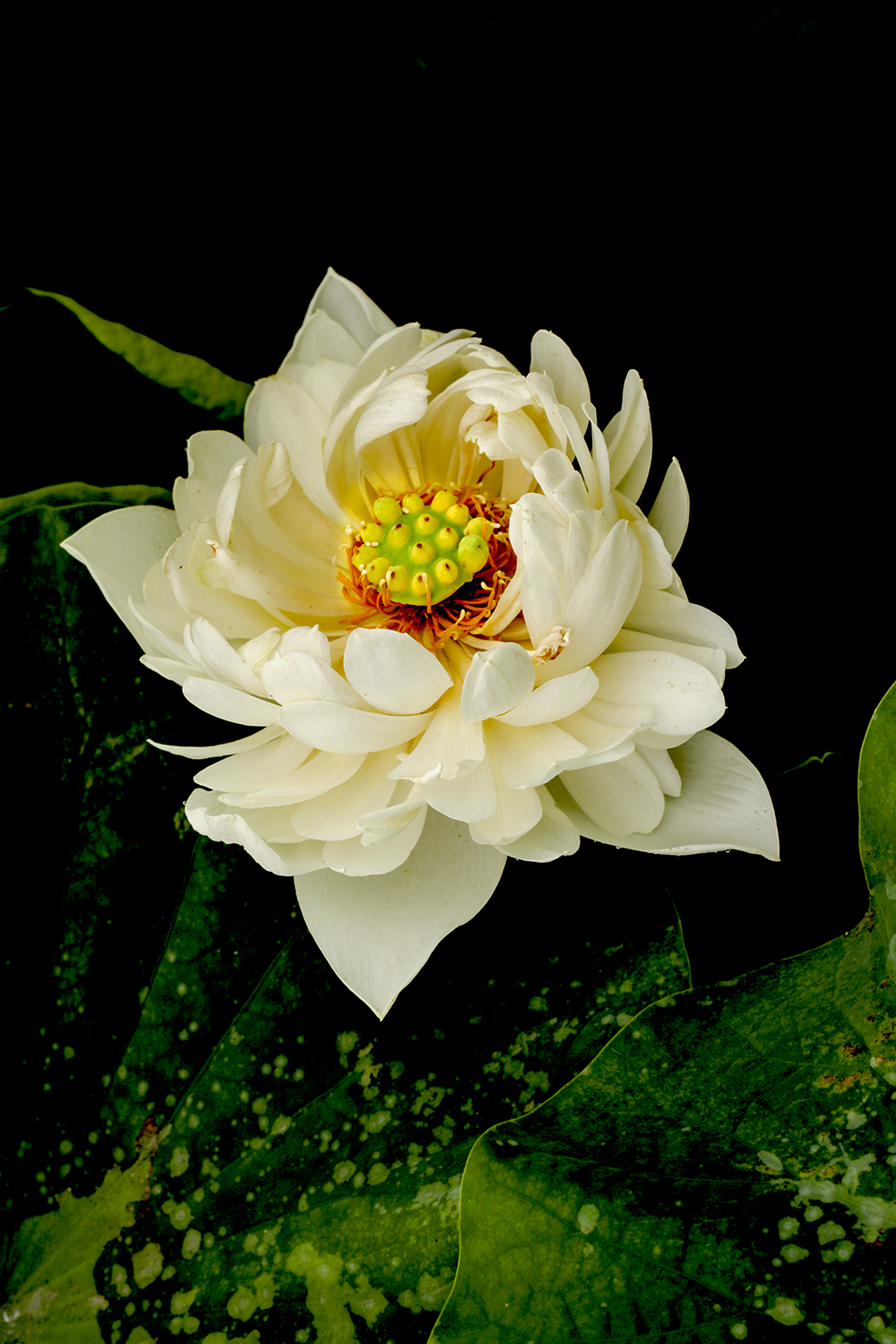 荷花飘-10