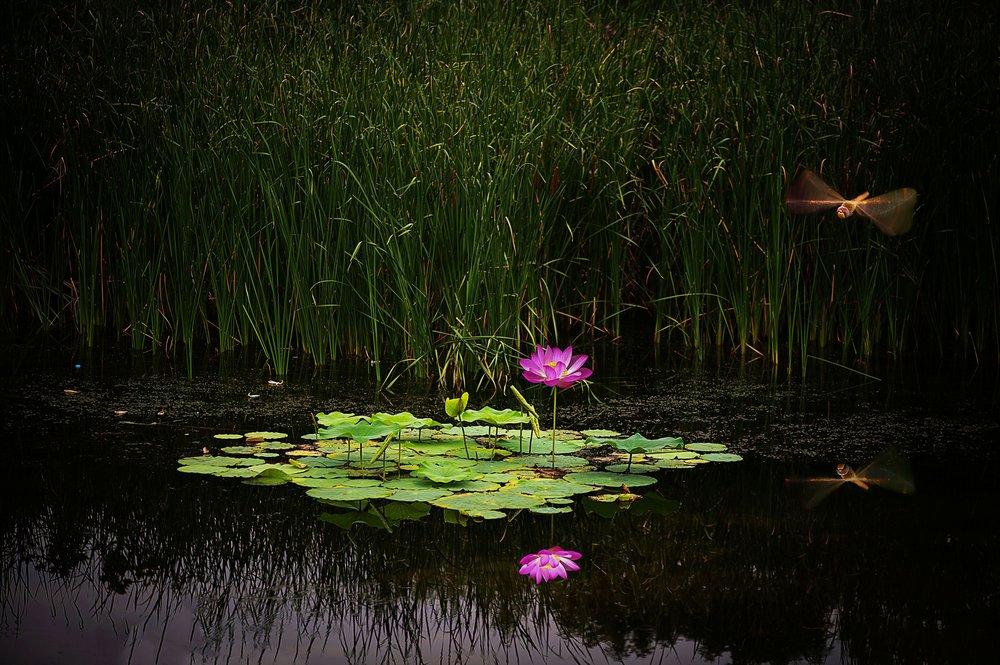 芳心只待，蜓舞晨空