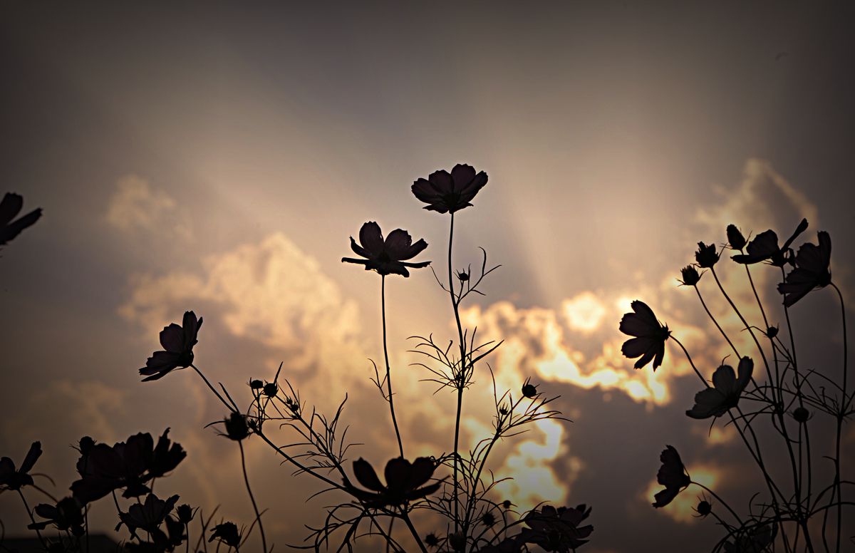 夕阳下的格桑花