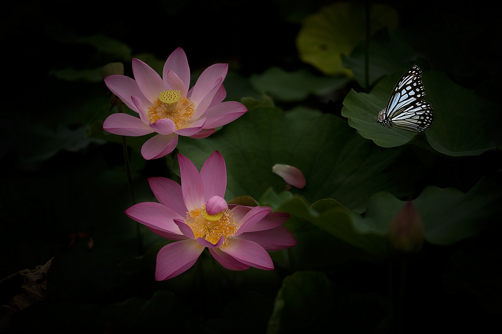 蝶恋花