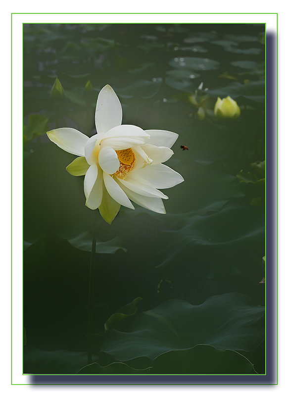 荷花3