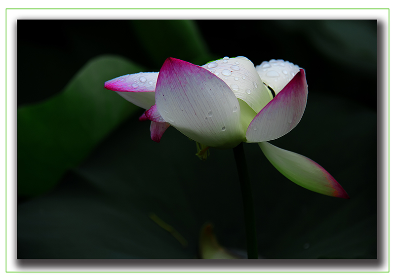 荷花1