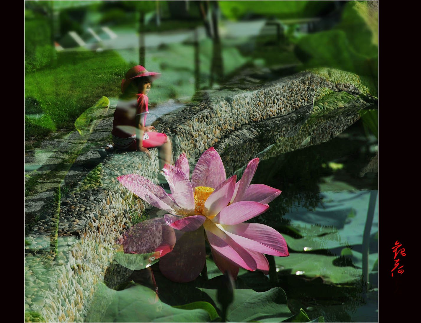 观荷