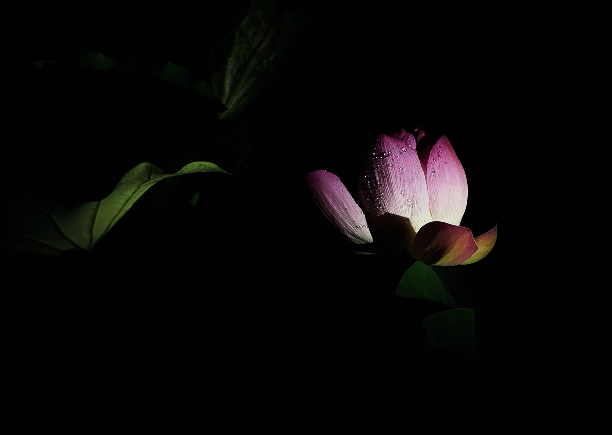 夜荷（2）