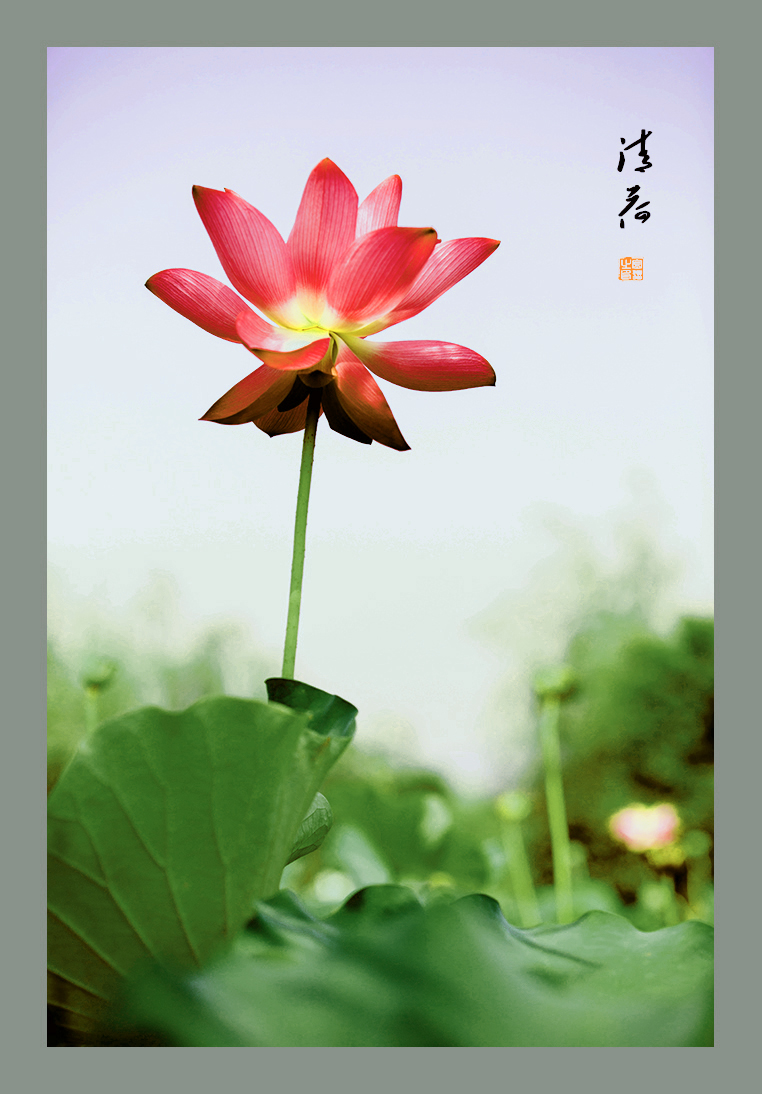 写意荷花