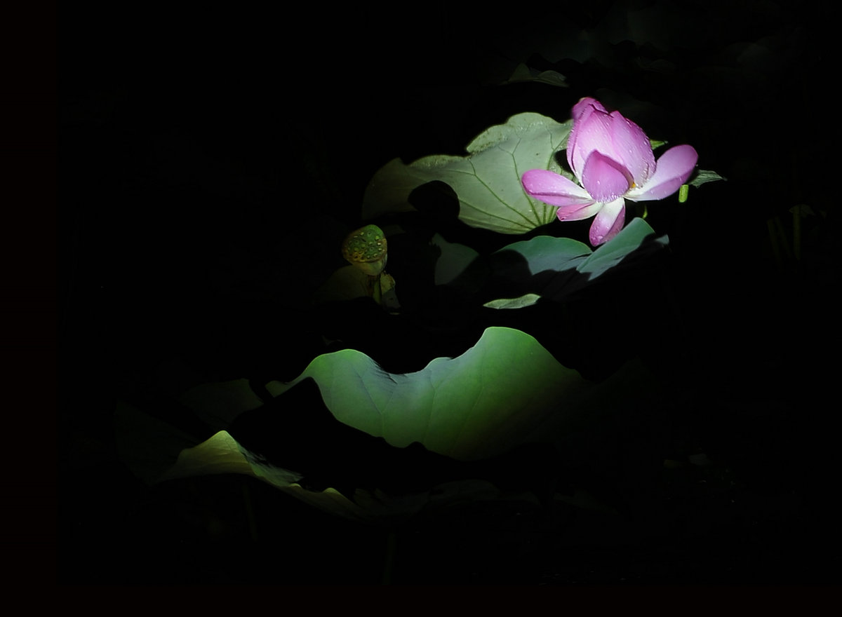 夜荷